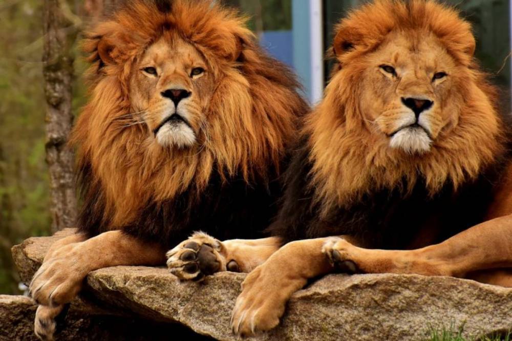 В зоопарке Барселоны в четырех львов подтвердили COVID-19