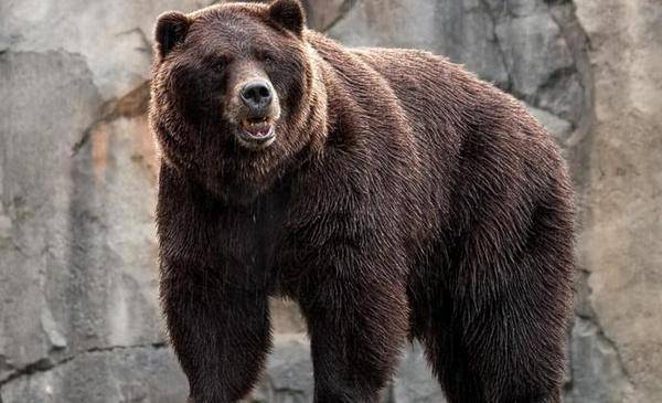 В Югре медведь, который попался в ловушку, едва не задрал браконьера
