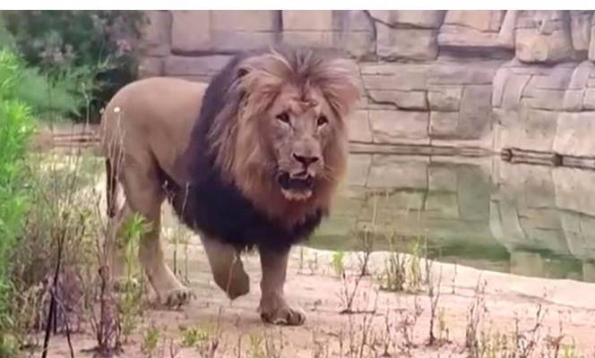 В Барселоне коронавирусом заболели четыре льва
