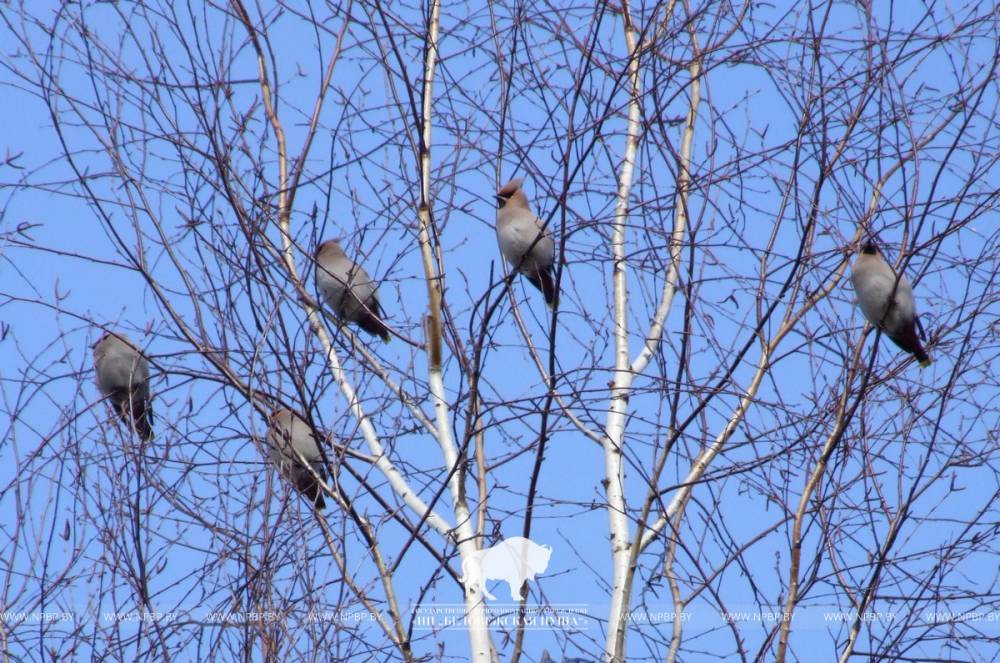 Амялушка, чечетка и пуночка. Какие птицы прилетают на зимовку в Беловежскую пущу
