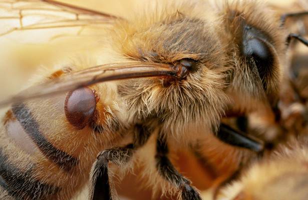 Для защиты пчел от патогенов модифицировали бактерии
