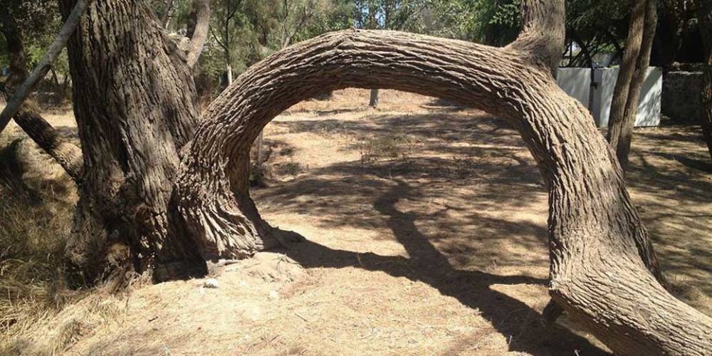 Загадочная аномалия: «танцующие деревья» Ашкелона