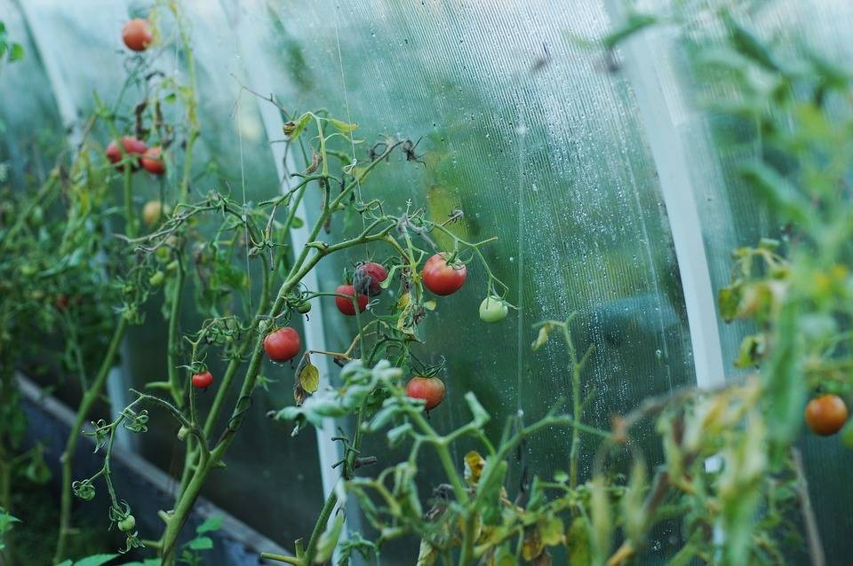 Ученые нашли способ сделать помидоры лекарством от рака
