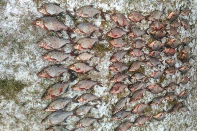 Браконьеры из Тверской области задержаны за ловлю рыбы сетями