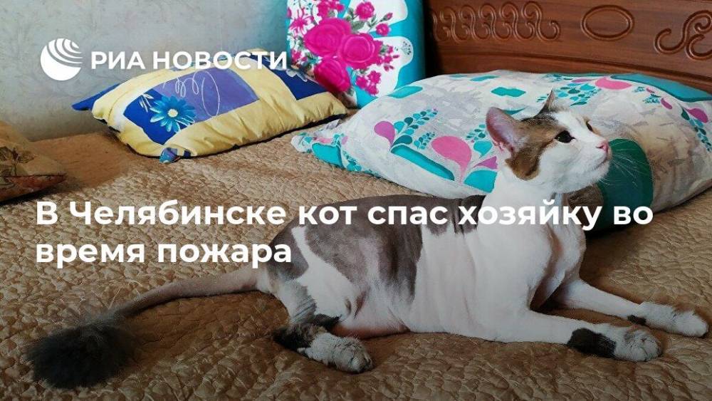 В Челябинске кот спас хозяйку во время пожара