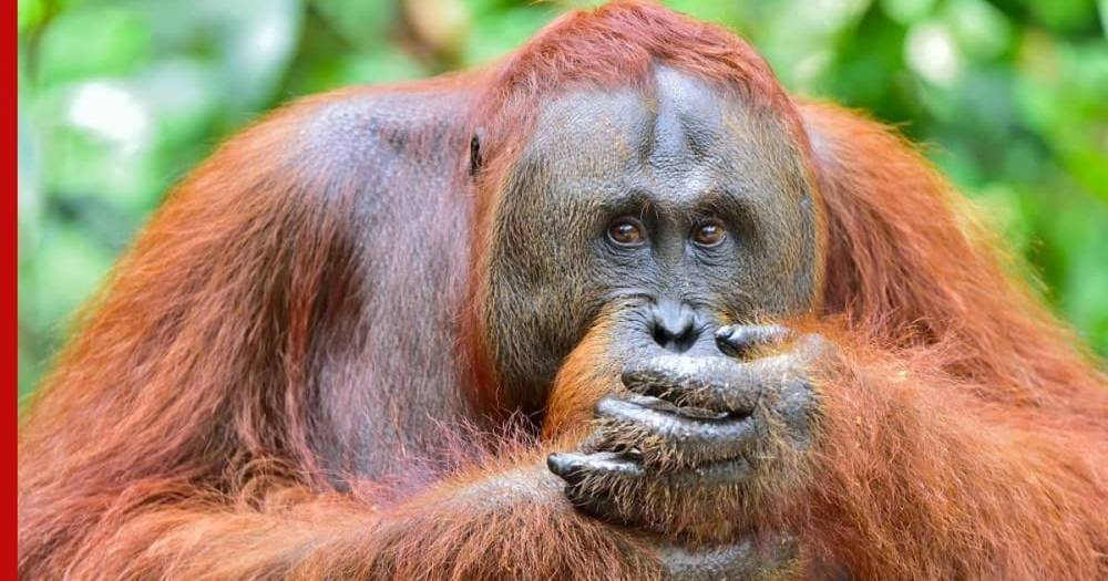 На Борнео орангутан протянул руку защитнику природы