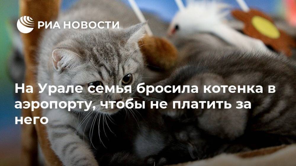 На Урале семья бросила котенка в аэропорту, чтобы не платить за него