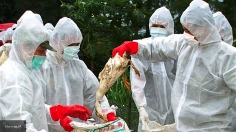 Reuters: высокопатогенный птичий грипп уничтожил большую часть птиц на юго-западе Германии