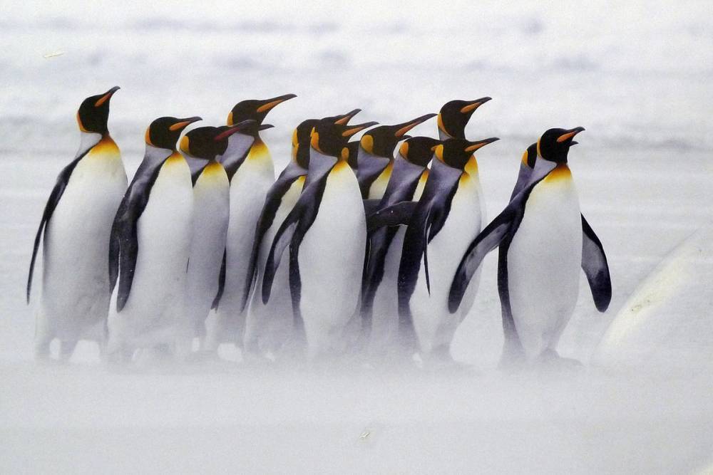 Ученые заявили о резком сокращении популяции пингвинов в Антарктике