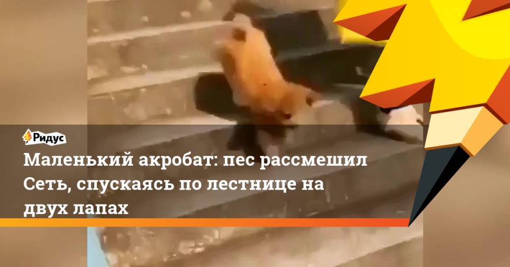 Маленький акробат: пес рассмешил Сеть, спускаясь по лестнице на двух лапах