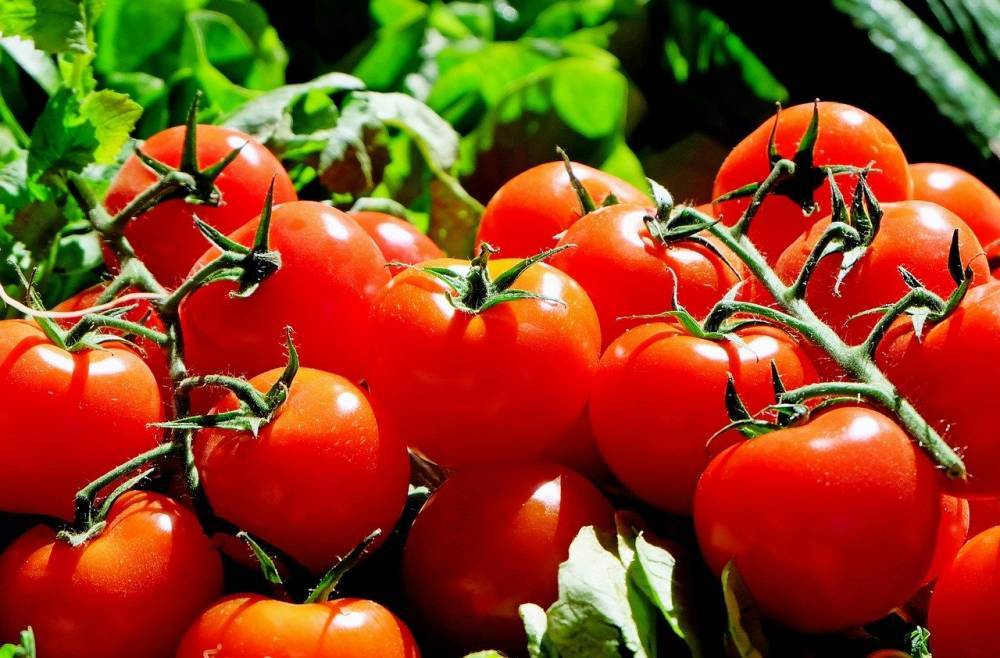 Кузбасские учёные нашли способ сделать овощи более полезными