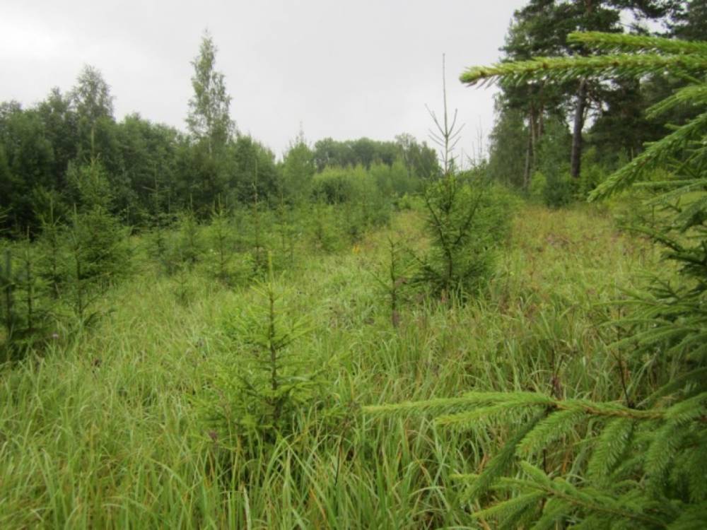 На сохранение лесов Псковской области в 2019 году направили более 108 млн рублей