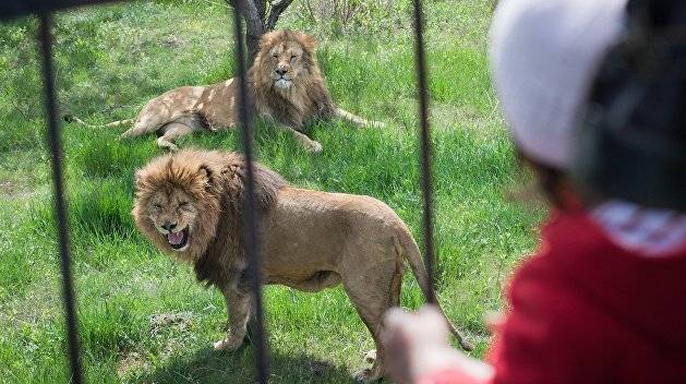 В Крыму суд отменил арест владельца парка львов «Тайган»