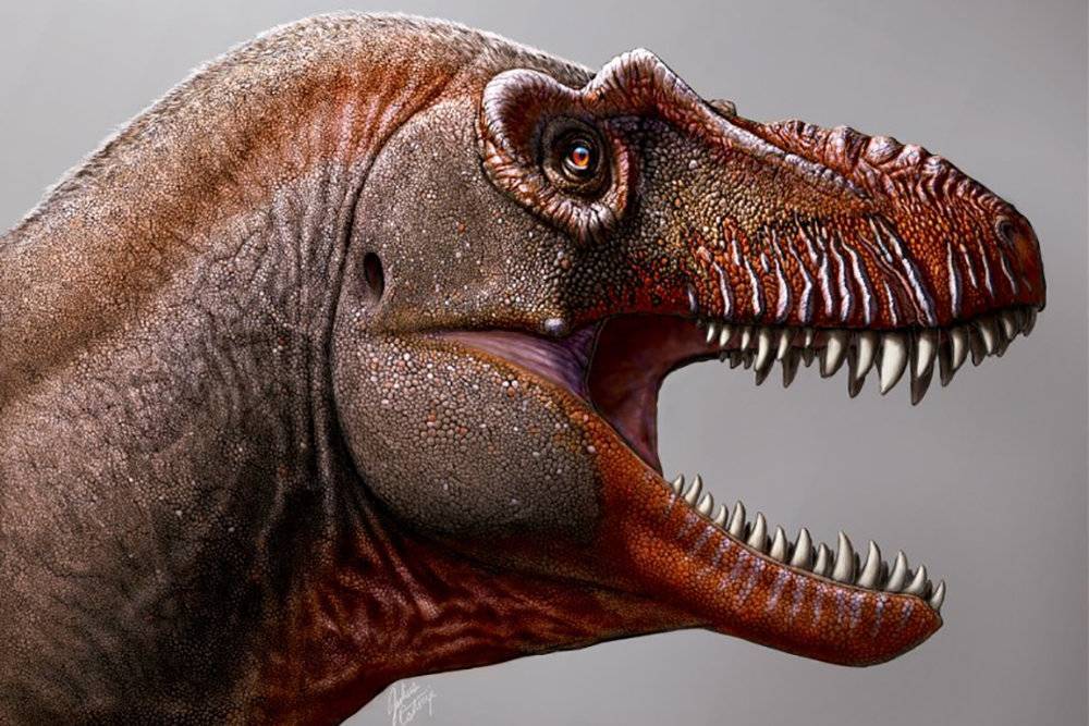 «Жнец смерти»: учёные обнаружили ранее неизвестный вид динозавра