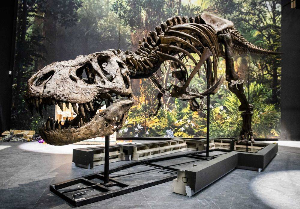 В Канаде нашли останки нового рода тираннозавров