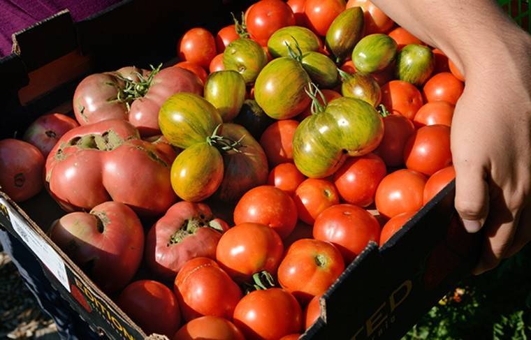 Турция опять испытывает трудности с поставками помидоров в РФ