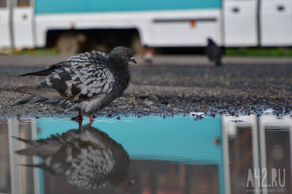 В Кузбассе голубей проверили на опасные болезни после жалоб горожан