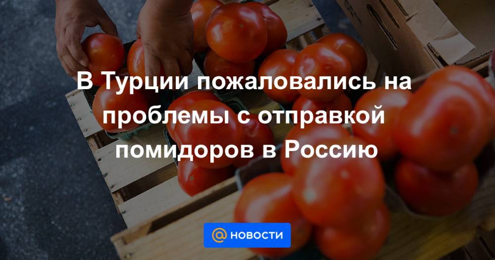 В Турции пожаловались на проблемы с отправкой помидоров в Россию