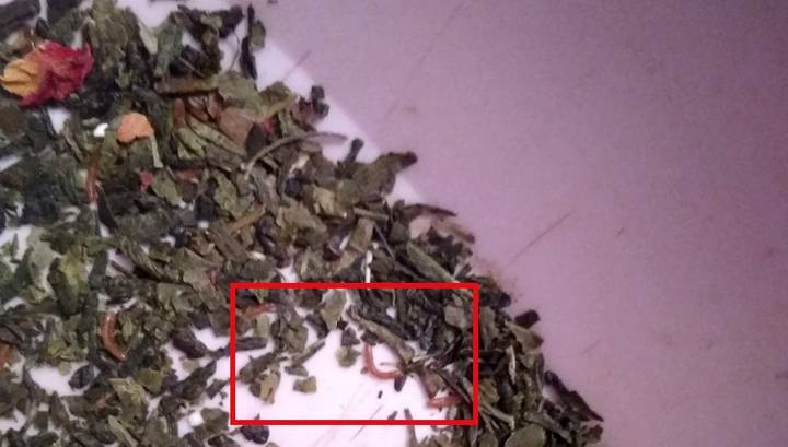 Жительница Челябинска обнаружила червей в чайных пакетиках