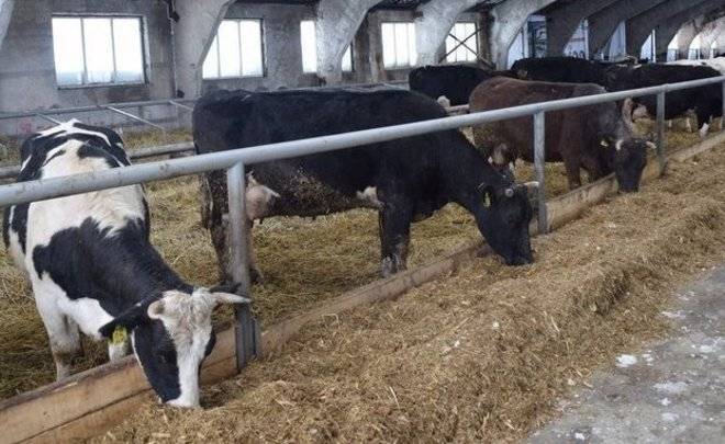 Татарстан лидер по объему производства молока, но по надоям на корову не попадает даже в десятку