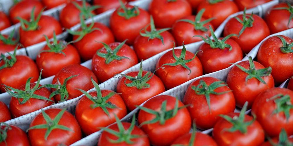 В Турции пожаловались на проблемы с поставками помидоров в Россию из-за Сирии
