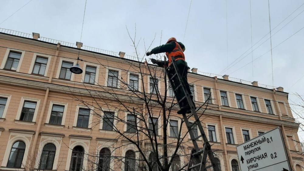 В историческом центре Петербурга деревьям делают «модельную стрижку»