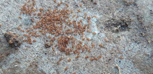 Огненные муравьи вновь в Израиле: чем это грозит и реальна ли опасность