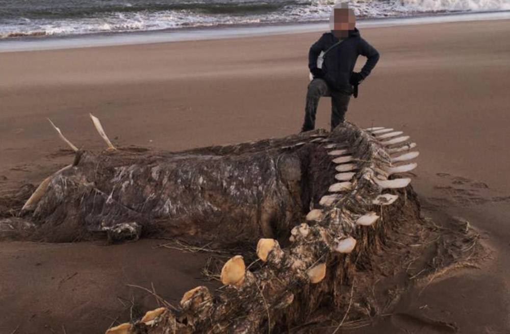 Огромный скелет загадочного существа обнаружен после урагана в Шотландии