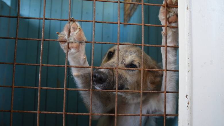 Хозяев брошенных домашних животных предложили штрафовать на 70 тысяч рублей