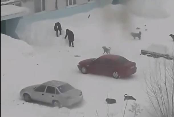 Народный корреспондент: «В Вуктыле бродячие собаки загнали школьника на снежную кучу»