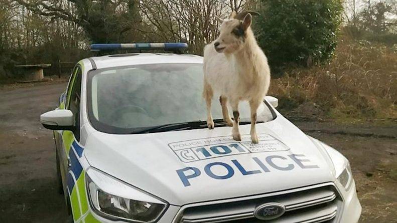 Фото козы, которая запрыгнула на автомобиль полицейских, стало вирусным