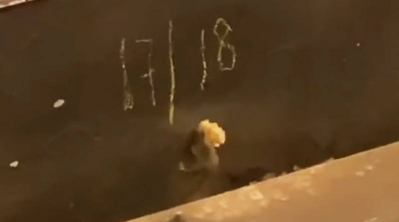 На видео мышь в метро Нью-Йорка пыталась затащить кусок хлеба в маленькую норку в стене