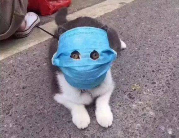 На кота надели медицинскую маску с прорезями для глаз, чтобы защитить от коронавируса