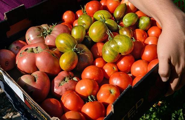 В Турции пожаловались на проблемы с отправкой помидоров в Россию