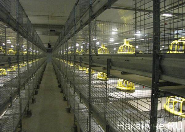 Среднеуральская птицефабрика продолжит работу: суд отменил решение о приостановке предприятия