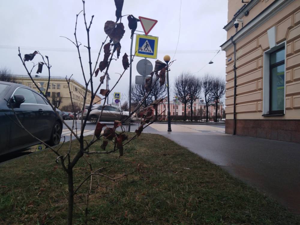 Температура воздуха в Санкт-Петербурге 13 февраля может побить четырехлетний рекорд