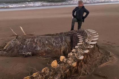 Гигантский скелет неопознанного существа вынесло на берег после шторма