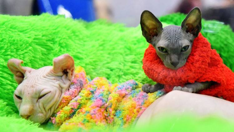 Эксперты выяснили, почему в Крыму не популярны "лысые" кошки