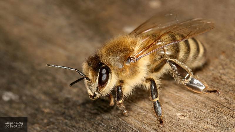 Палеонтологи нашли пчелу в янтаре, которой около 100 млн лет