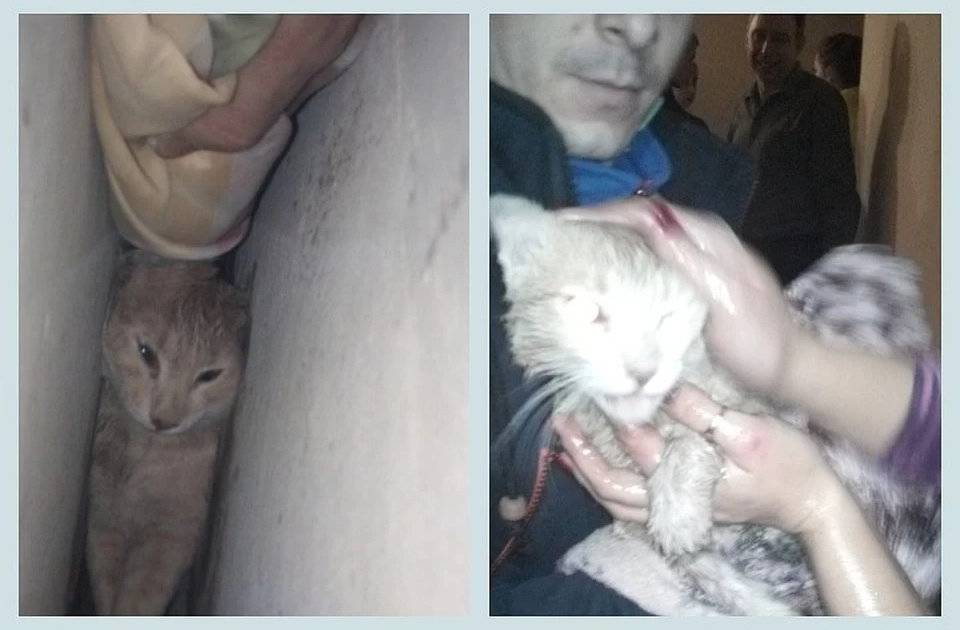 “Кричал, как ребенок”: кота чудом спасли благодаря смекалке волонтеров