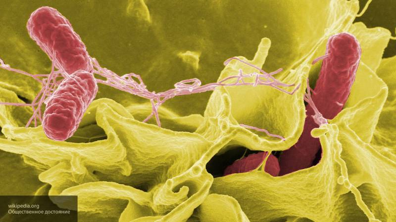 Новый антибиотик с уникальным способом уничтожения бактерий обнаружили исследователи