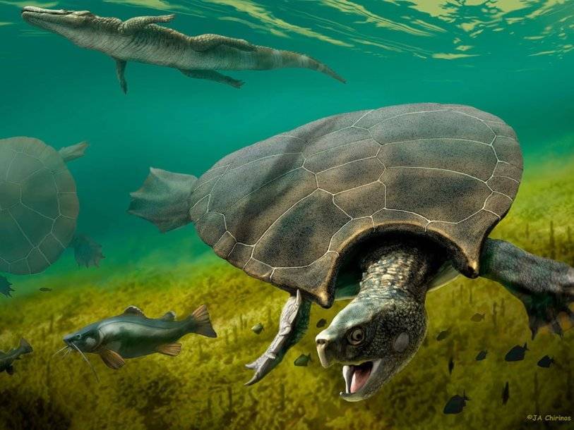 Самцы гигантской древней черепахи таранили друг друга «рогами» на панцирях