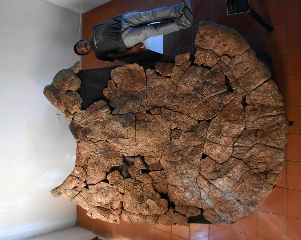 Найдена самая большая в мире древняя черепаха, весившая больше тонны