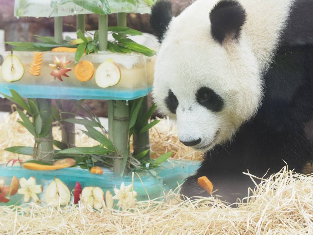 Самец панды сделал валентинку для своей подруги в Московском зоопарке