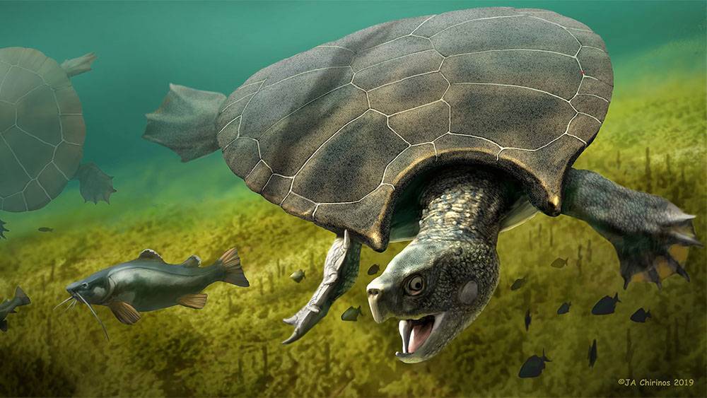 Ученые нашли останки черепахи длиной около четырех метров