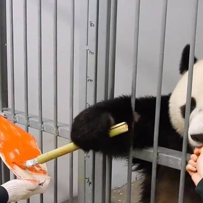 В Московском зоопарке самец панды сделал валентинку для своей подруги