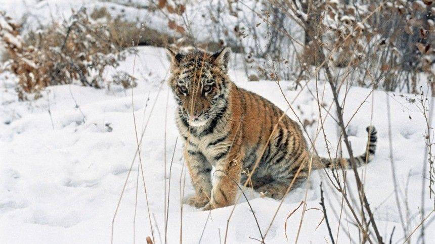 Мертвого тигренка нашли на обочине дороги в Хабаровском крае