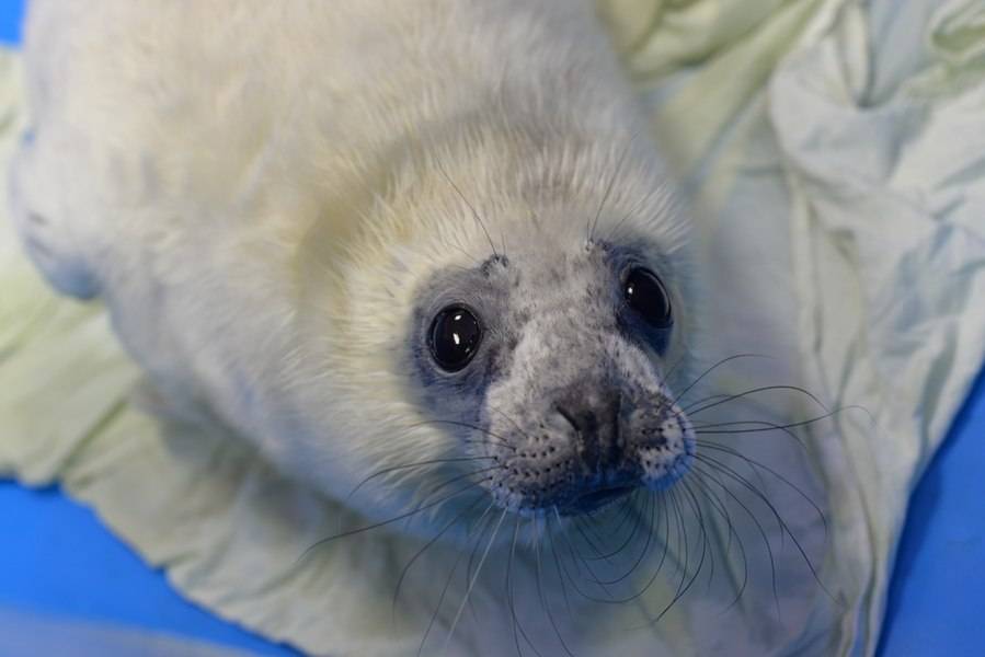 Жители Владивостока рассказали о шумных экскурсиях, угрожающих жизни тюленей