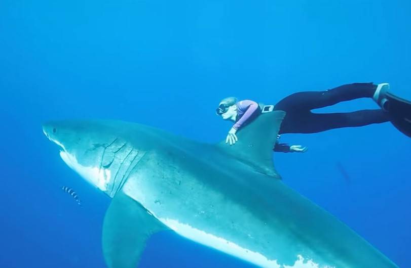 Дайверы сняли на видео кормление 50 акул в Карибском море