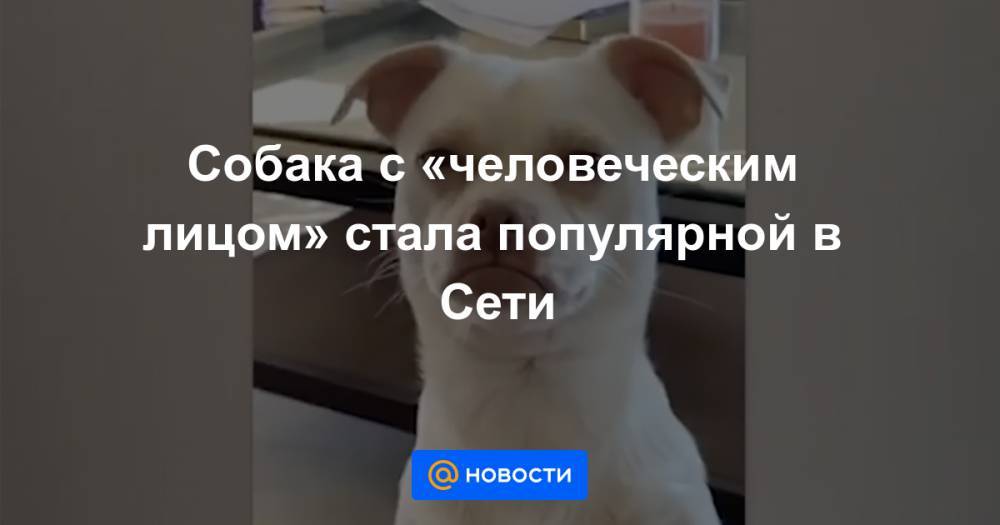 Собака с «человеческим лицом» стала популярной в Сети